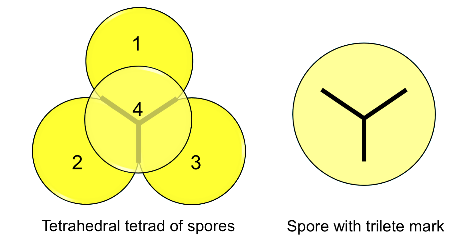 Diagrams of a tetrahedral spore tetrad (pyramid of 4 spores) and a single spore with a trilete mark.