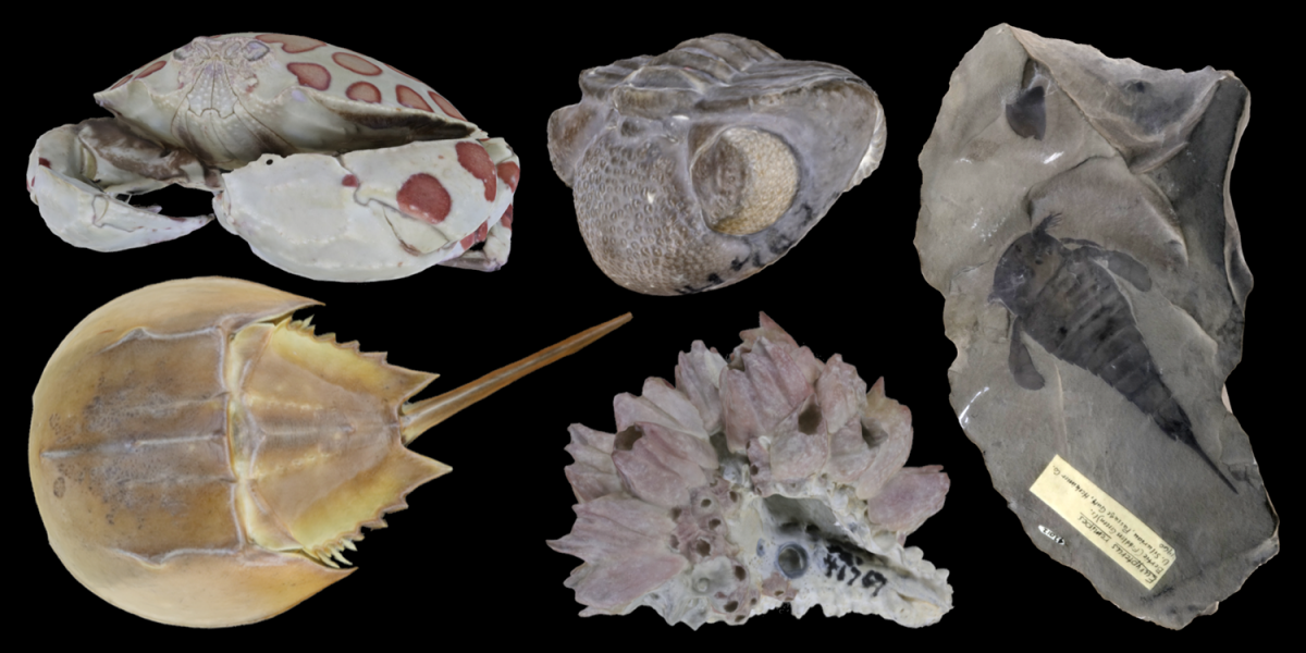Five 3D models of arthropods.