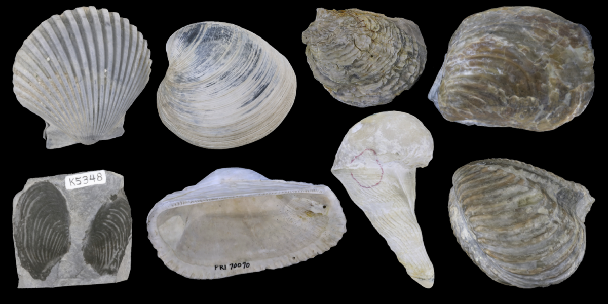 3D models of eight examples of bivalves.