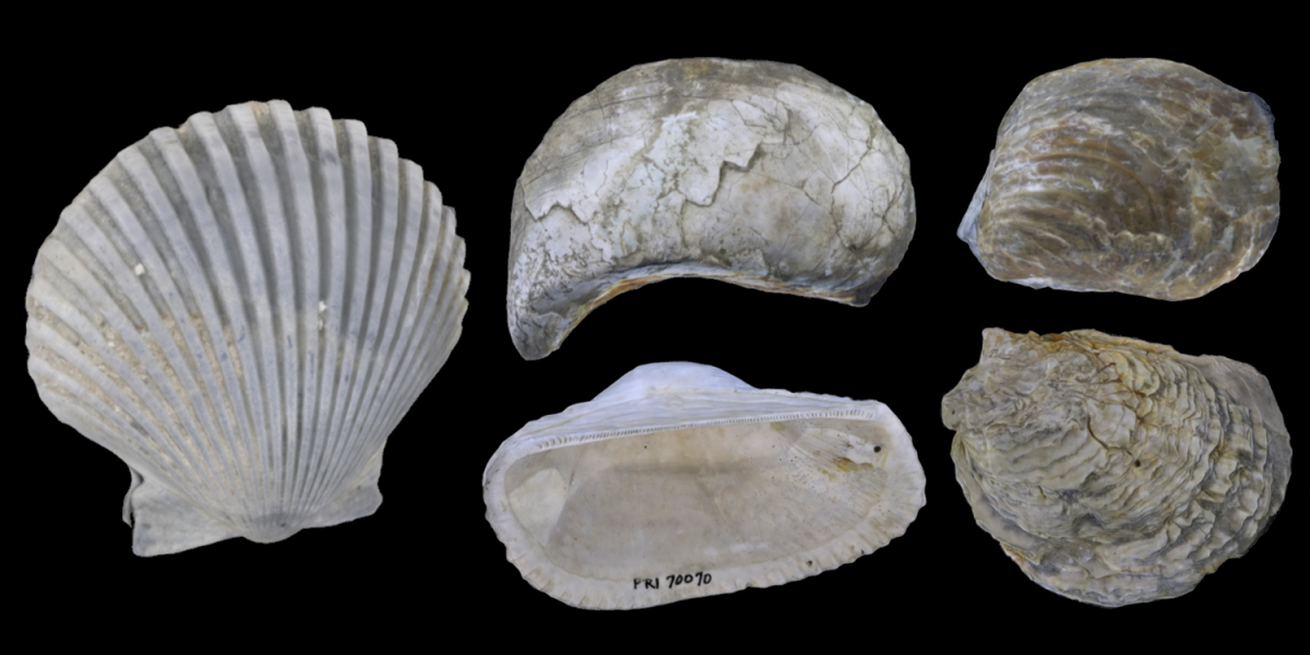 Examples of five 3D models of Pteriomorphia bivalves