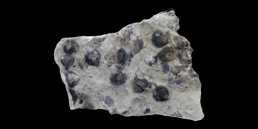 3D model of a rock covered with Lingulata brachiopods.