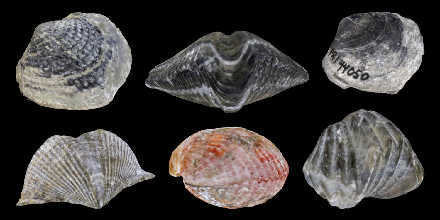 Six 3D models of representative Rhynchonellata brachiopods.