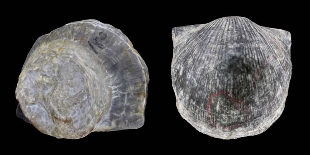 Two 3D models of Strophomenata brachiopods.