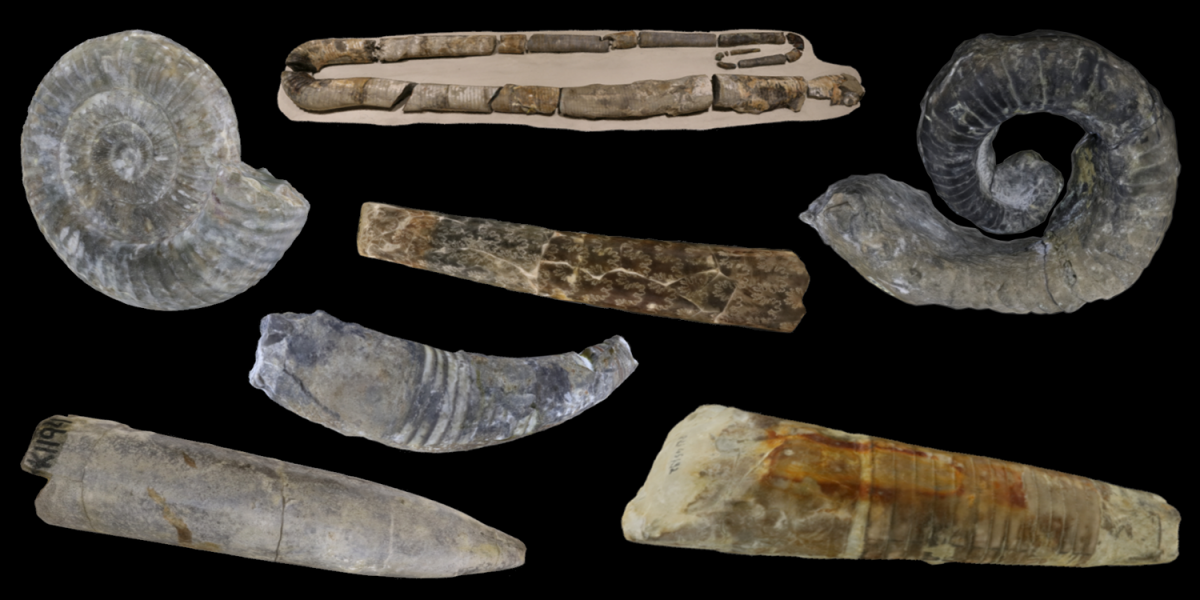 Examples of 3D models of cephalopod fossils.