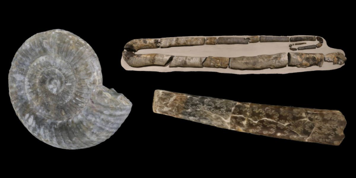 3D model examples of three different kinds of ammonoids.