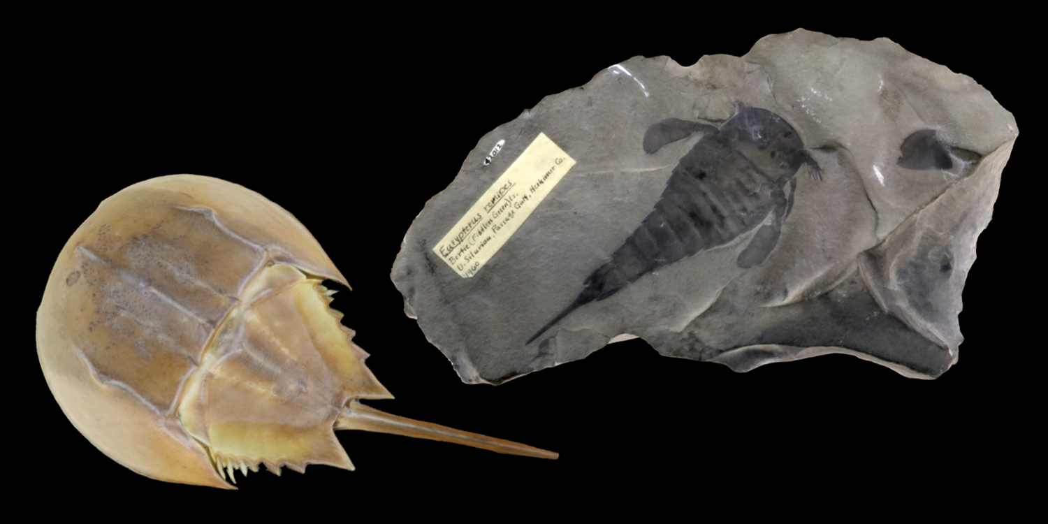 3D models of two representative chelicerates (horseshoe crab and fossil eurypterid).