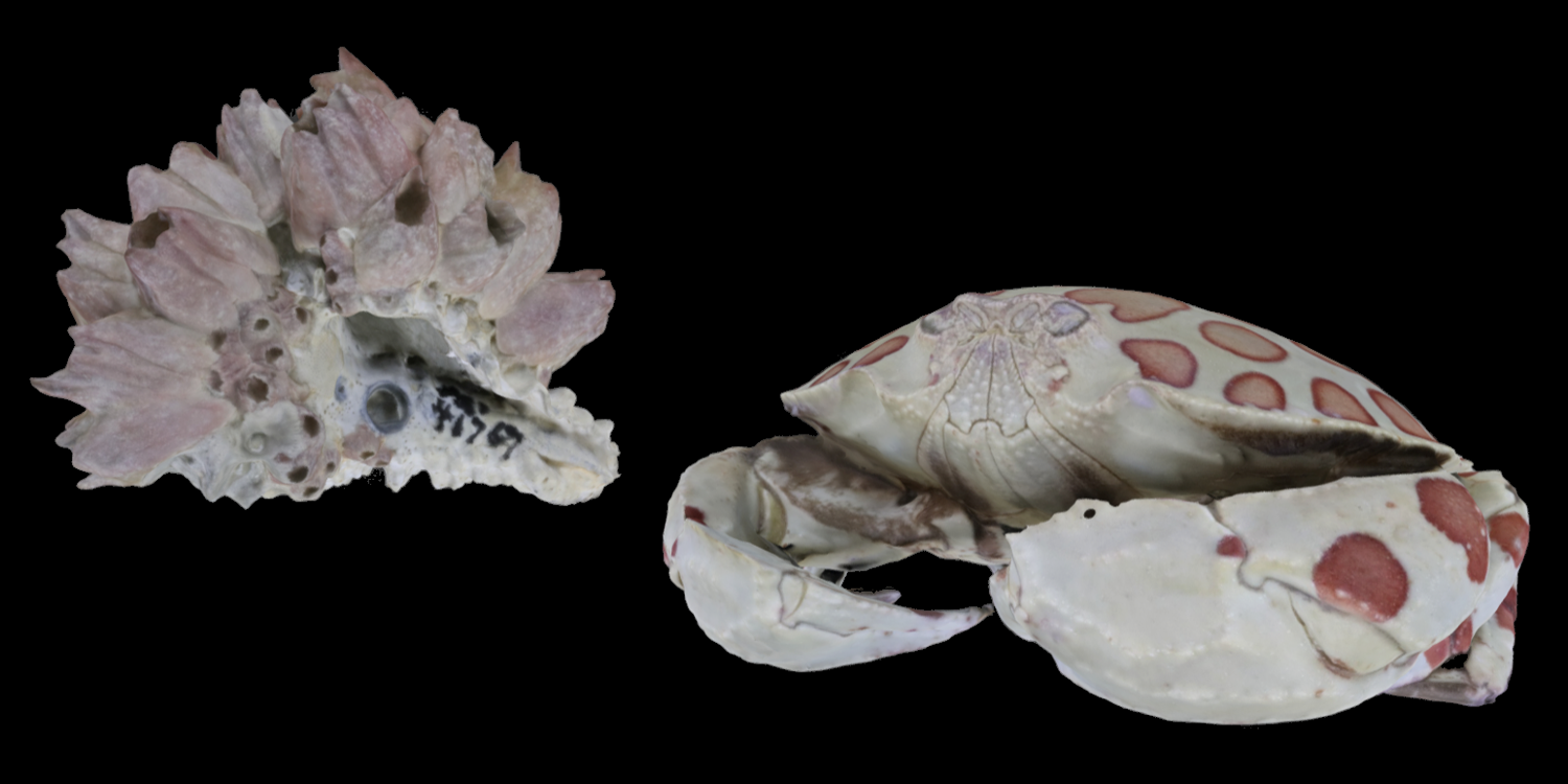 3D models of two representative crustacea (barnacles covering a fossil shell and a modern crab).
