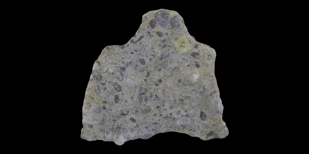 3D model of rock covered in ostracods.