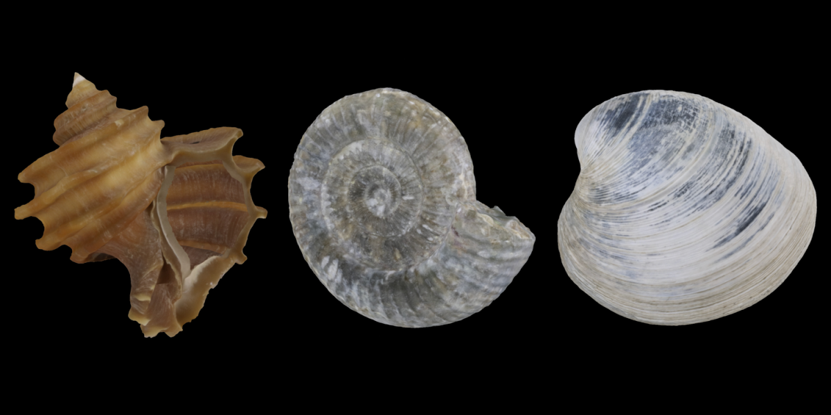 3D models of a fossil gastropod, cephalopod, and bivalve