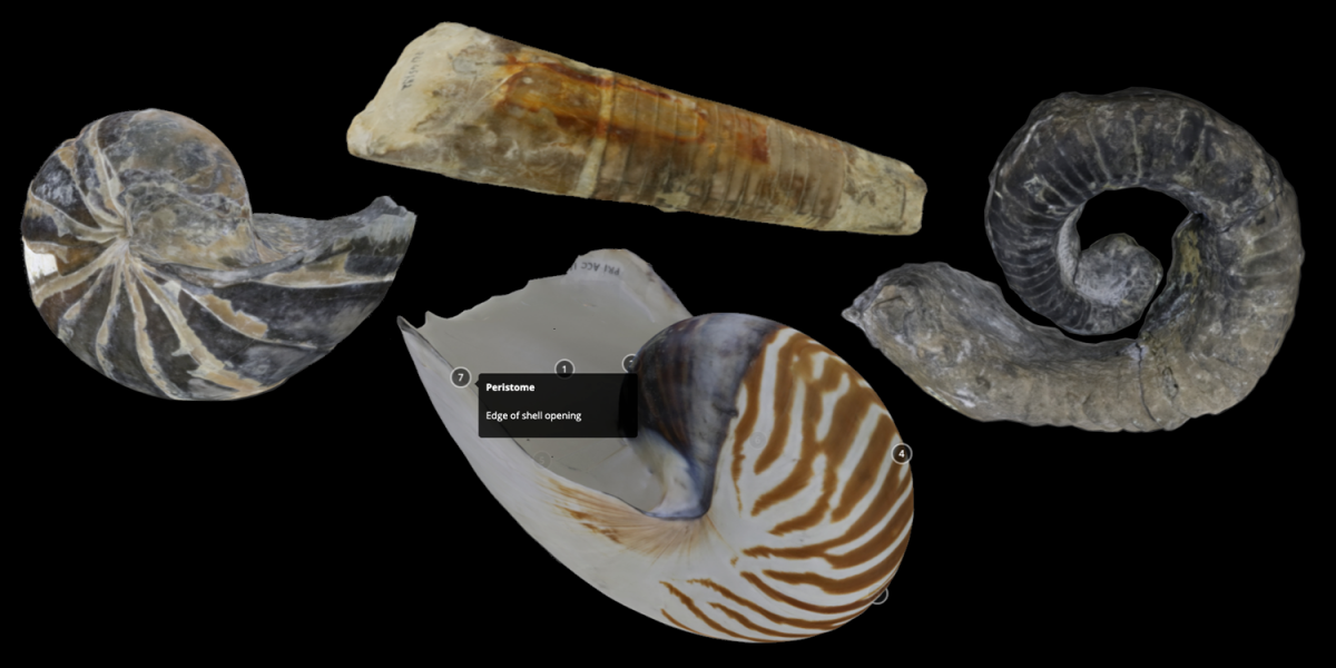 Examples of four different 3D models of nautiloids.
