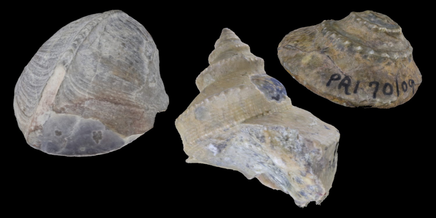 3D models of three different types of Paleozoic gastropods