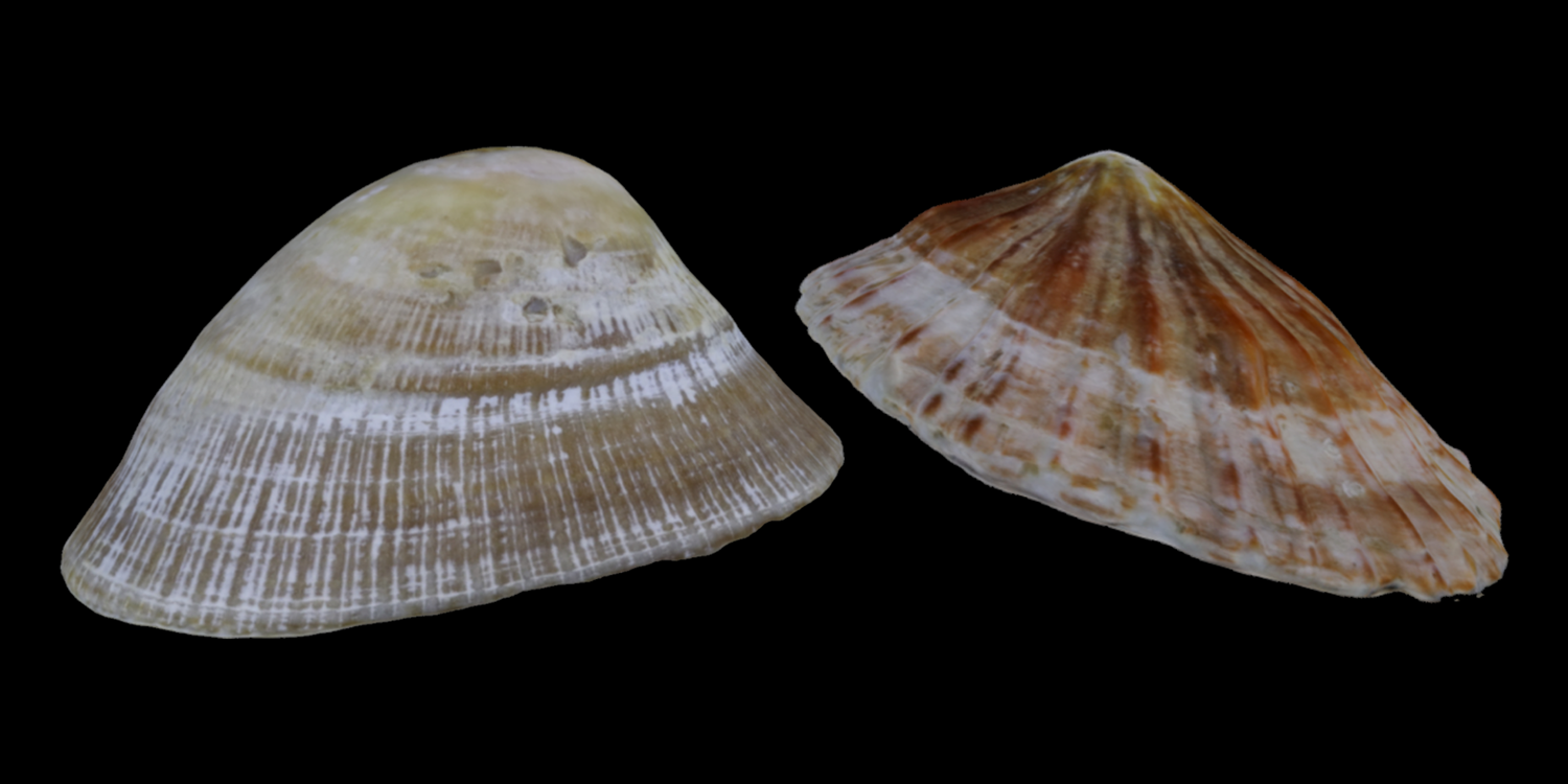 3D models of two limpets