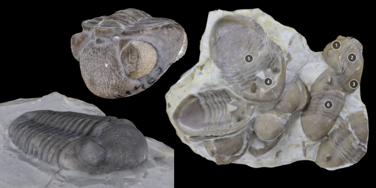 Three 3D models of trilobite specimens.