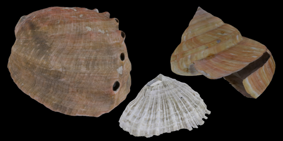Examples of three different kinds of Vetigastropoda, including an abalone, key hole limpet and slit shell