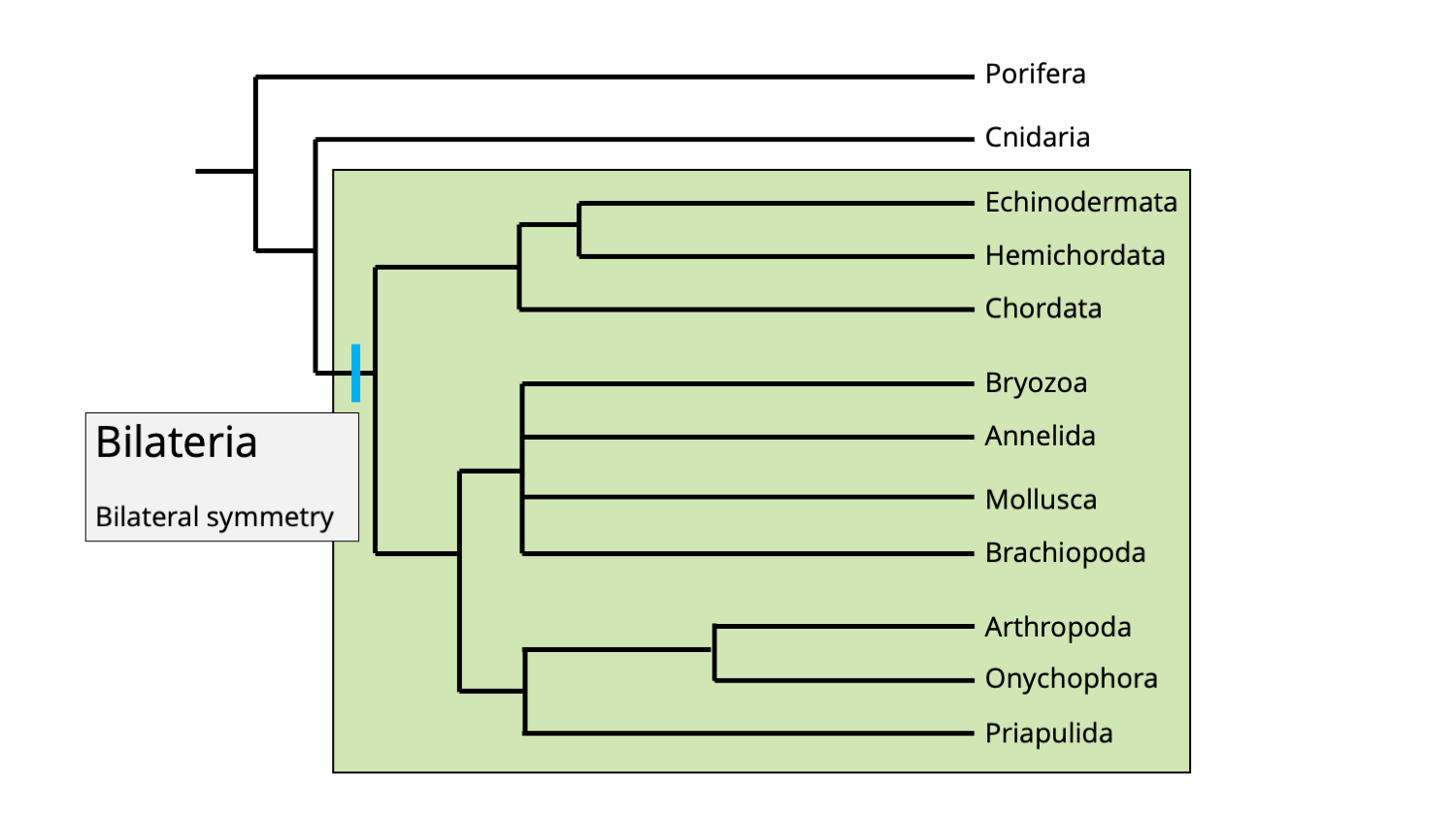 Phylogenetic membership of the Bilateria clade.