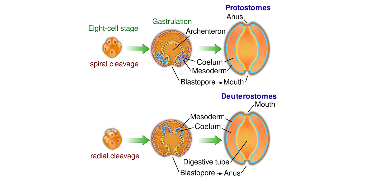 Illustration showing the differing fates of the blastopore in protostomes and deuterostomes. 