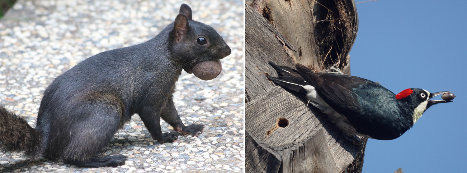2-Panel figure. Panel 1: Squirrel with a nut in its mouth. Panel 2: Acorn woodpecker with an acorn in its beak.