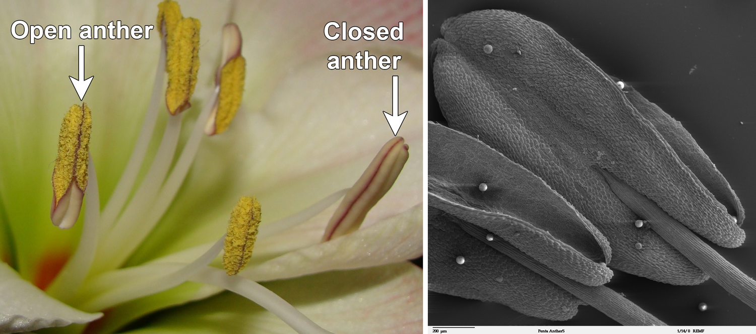 2-Panel figure. Panel 1: Hippeastrum flower with open and closed anthers. Panel 2: Scanning electron micrograph of open Egyptian starcluster anthers.