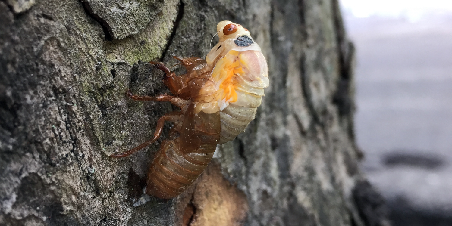 Photograph of a cicada emerging from its molted exoskeleton.