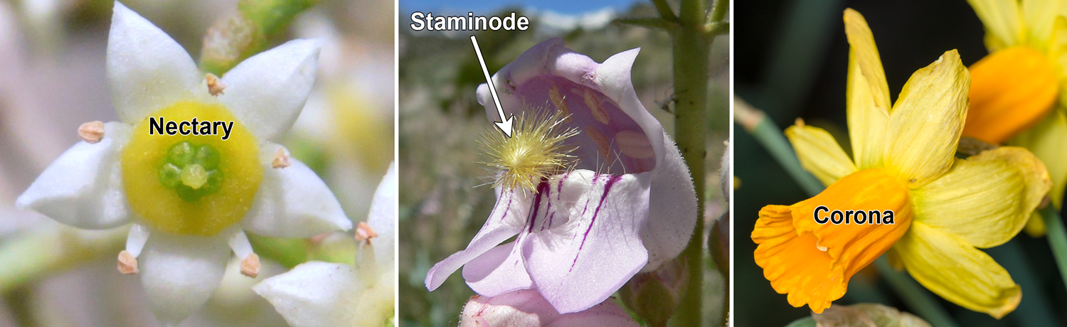3-Panel image: Panel 1: Wilga flower with ring-like, yellow nectary. Panel 2: Penstemon flower with fuzzy staminode sticking out. Panel 3: Maypop flower with corona of whip-like appendages.