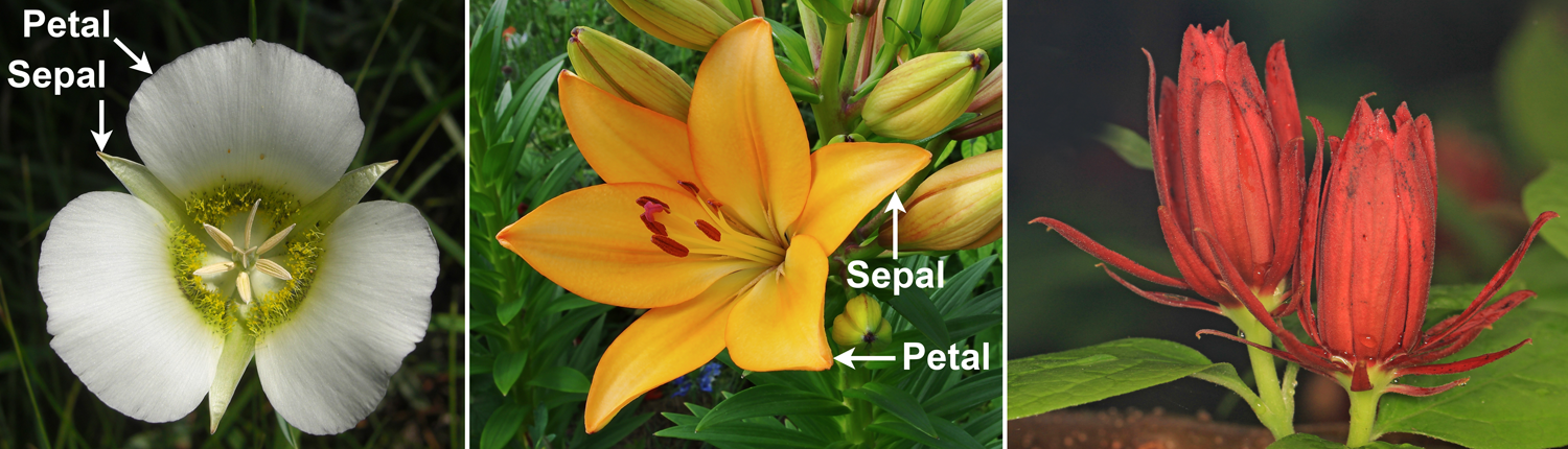 3-Panel figure. Panel 1: Mariposa lily with green sepals and white petals. Panel 2: Lily flower with sepals and petals that look similar. Panel 3: Sweetshrub with red, helically arranged tepals.
