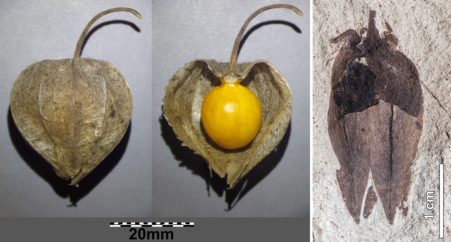 2-Panel figure. Panel 1: Cape gooseberry with inflated lantern intact, and lantern removed. Panel 2: Fossil groundcherry from the Eocene of Argentina.