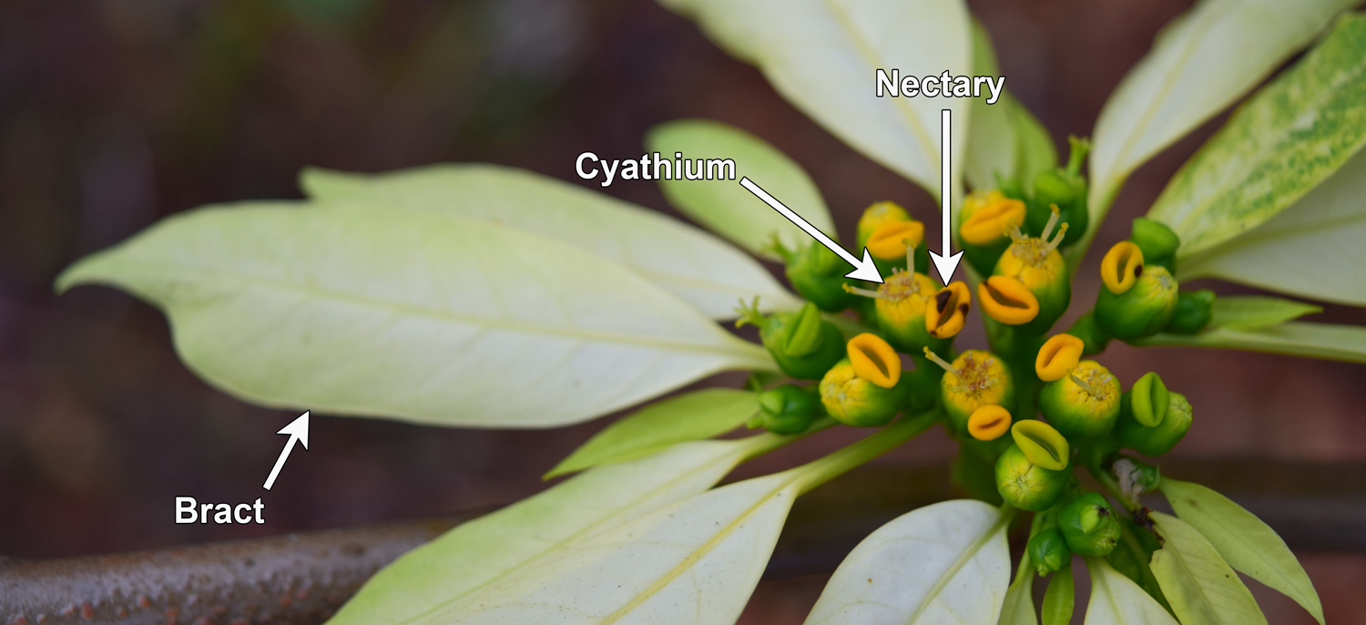 Detail of poinsettia flower-like inflorescence, with one cyathium, a nectary, and a bract indicated by arrows.