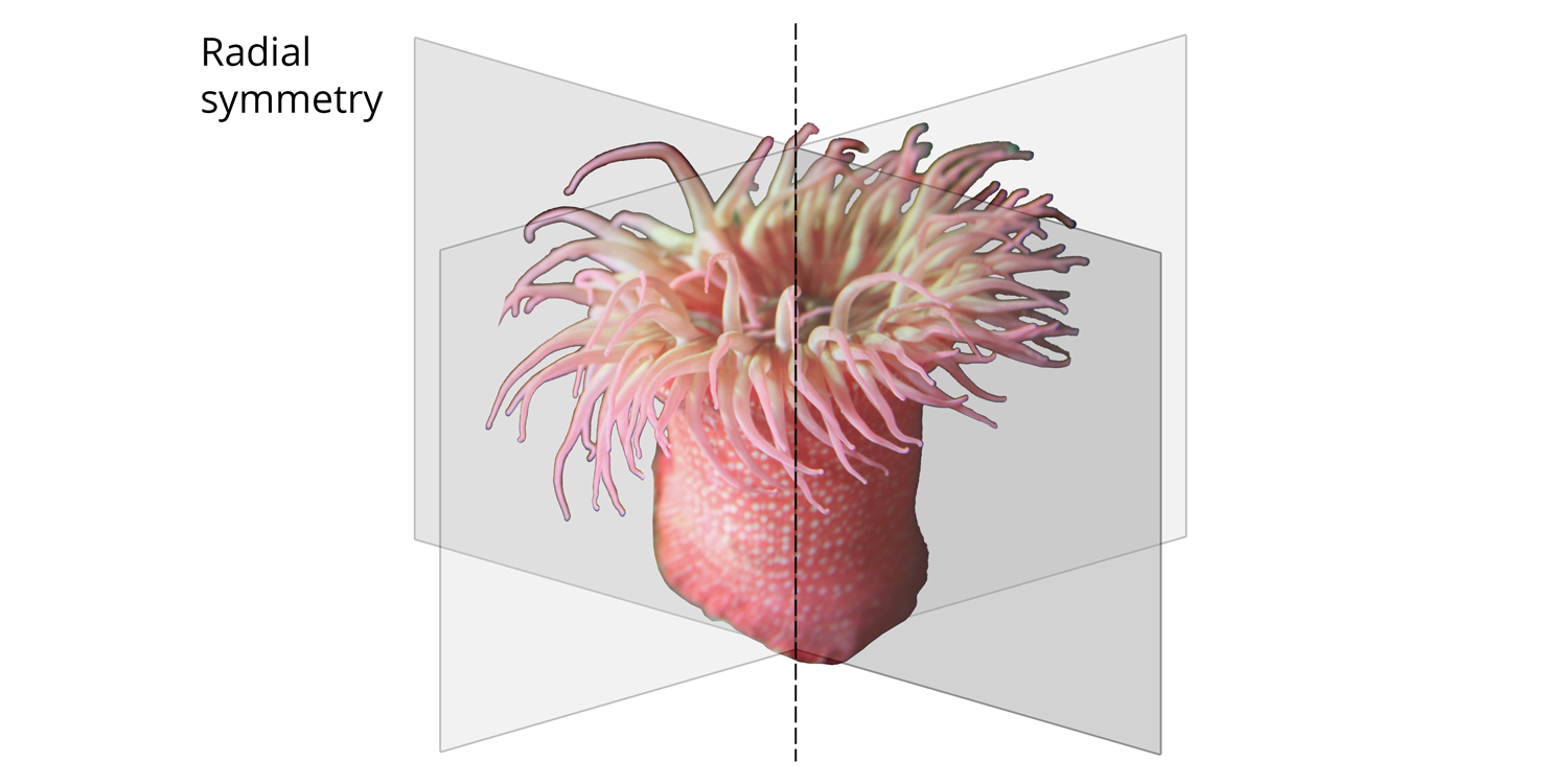 Illustration of radial body symmetry in a sea anemone.
