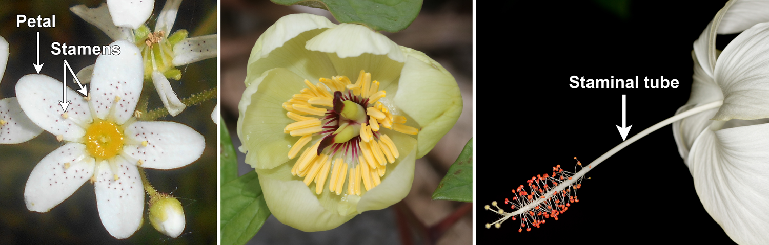 3-Panel figure showing flowers with different arrangements of stamens: Panel 1: 10 stamens in 2 whorls. Panel 2: Many free stamens. Panel 3: Many stamens fused into a tube.