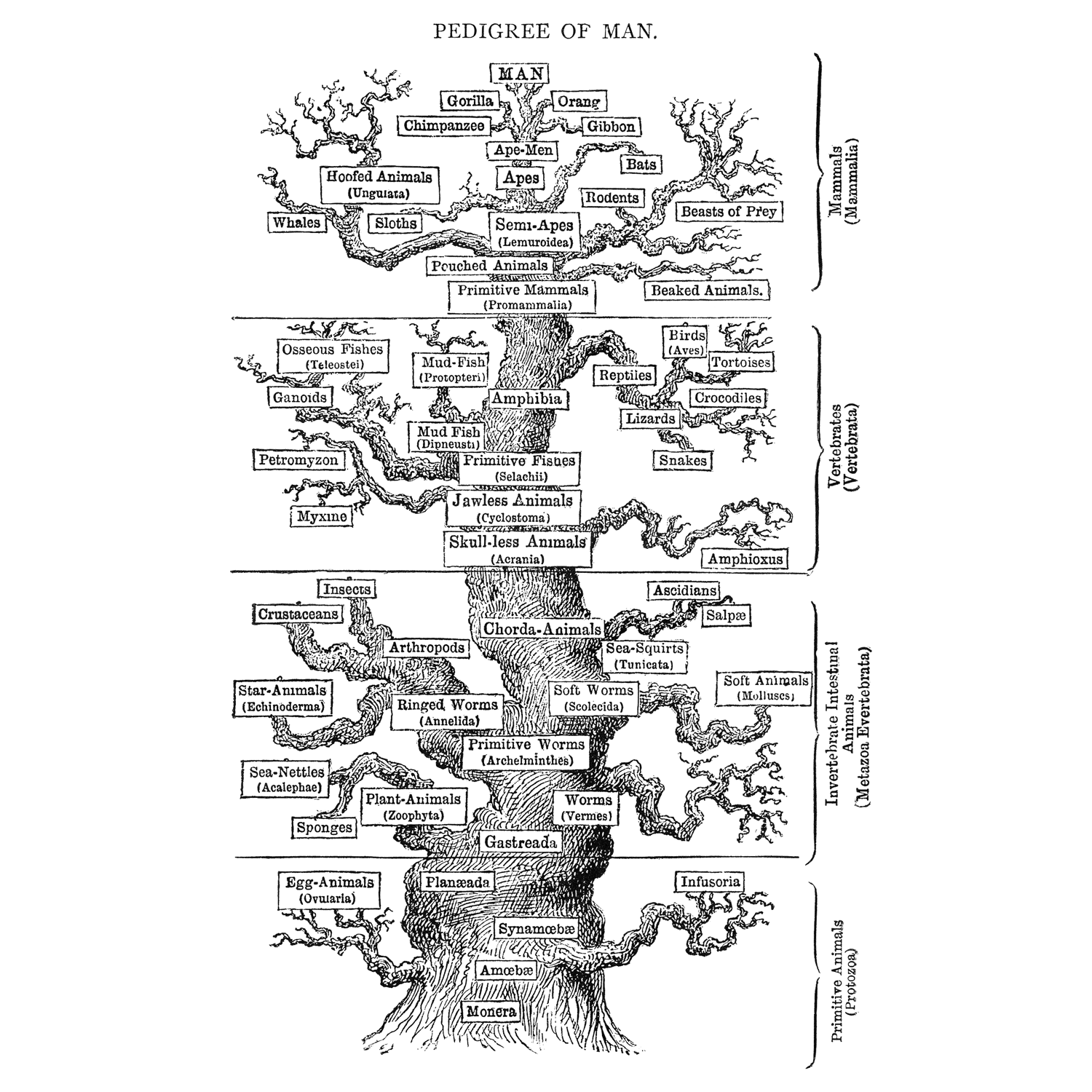 Ernst Haeckel's hypothesis for animal phylogeny.