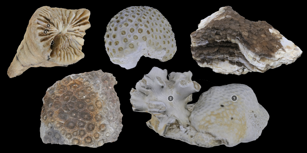 Five 3D models of various corals.