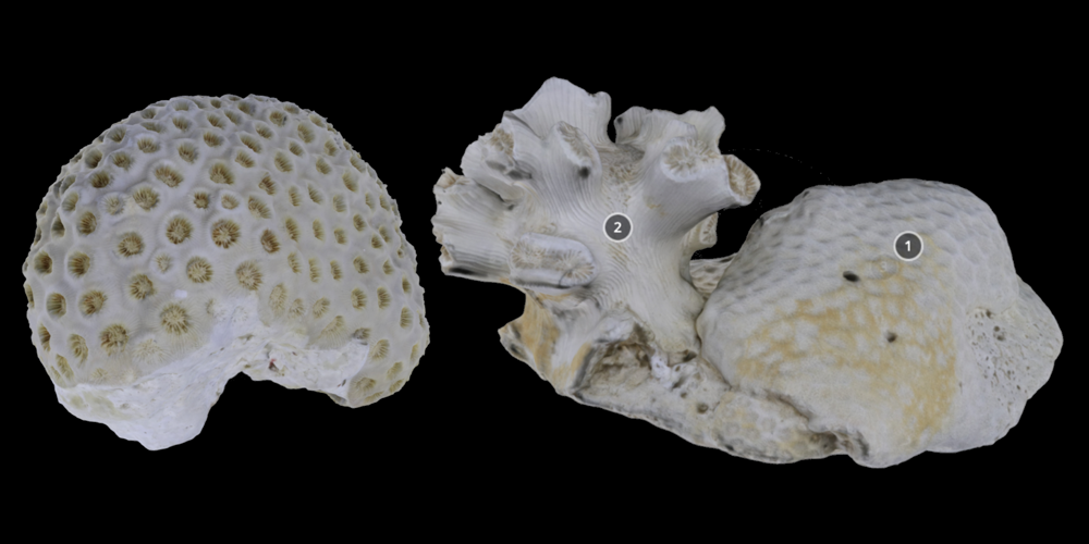 Two 3D models of scleractinian corals.