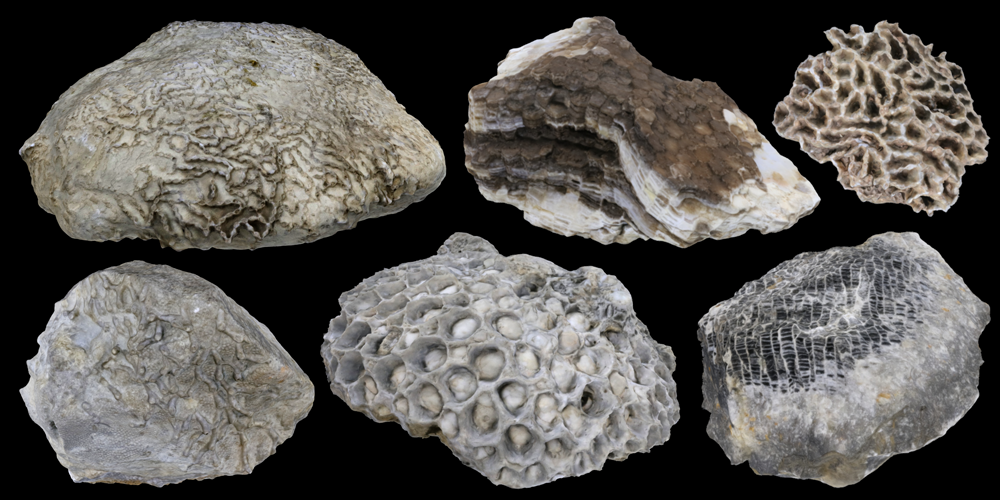 Six 3D models of fossil tabulate corals.