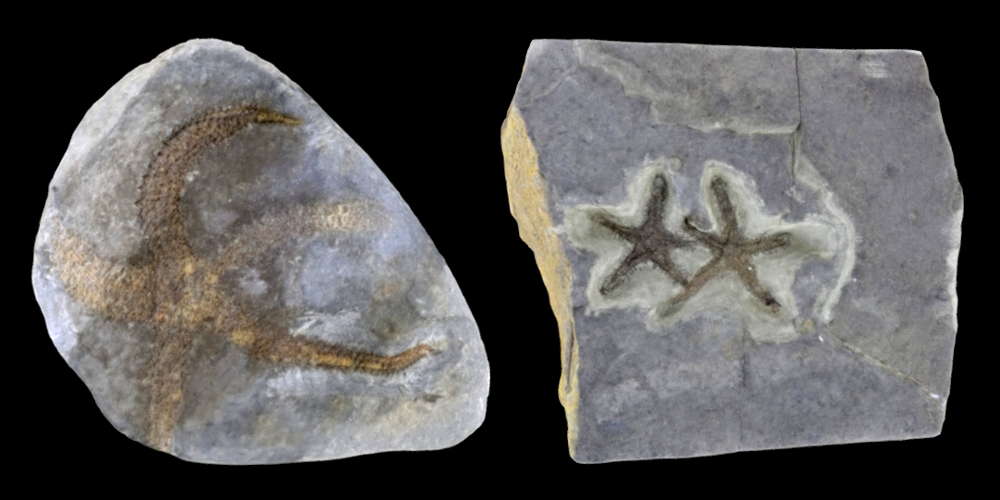 Two 3D models of representative Asteroidea fossils.
