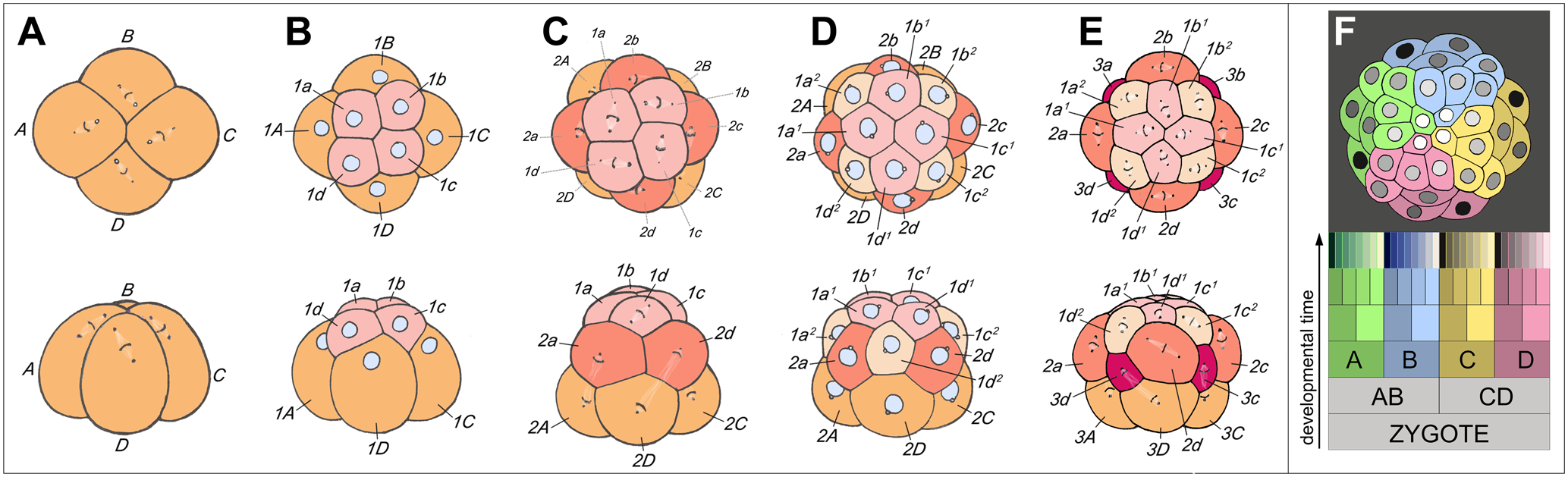 Illustration of spiral cleavage in the snail Trochus.