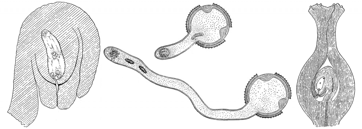 Composite image showing fertilization of an angiosperm ovule. Left: Ovule with female gametophyte (embryo sac) at the time of fertilization. Center: Two stages in growth of the pollen tube. Right: Longitudinal section of a pistil showing a pollen tube growing from the pollen grain on the stigma, down the style, and into the ovary, where it is fertilizing an ovule.