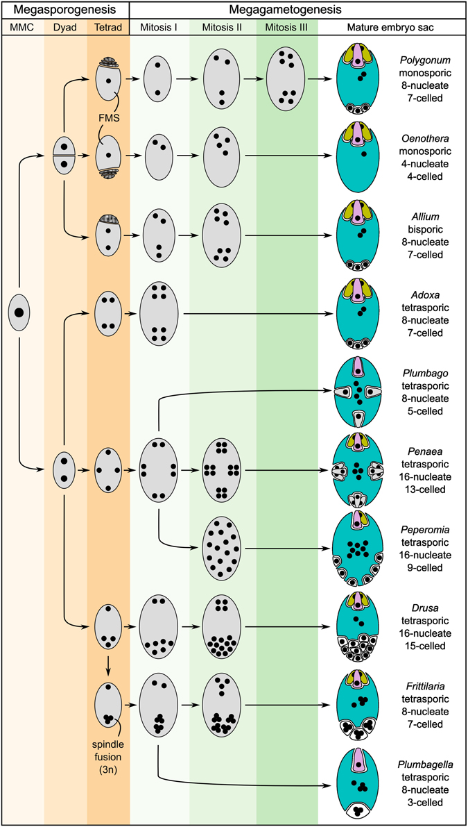 Diagram showing some of the variations in the development and structure of the embryo sac in angiosperms.