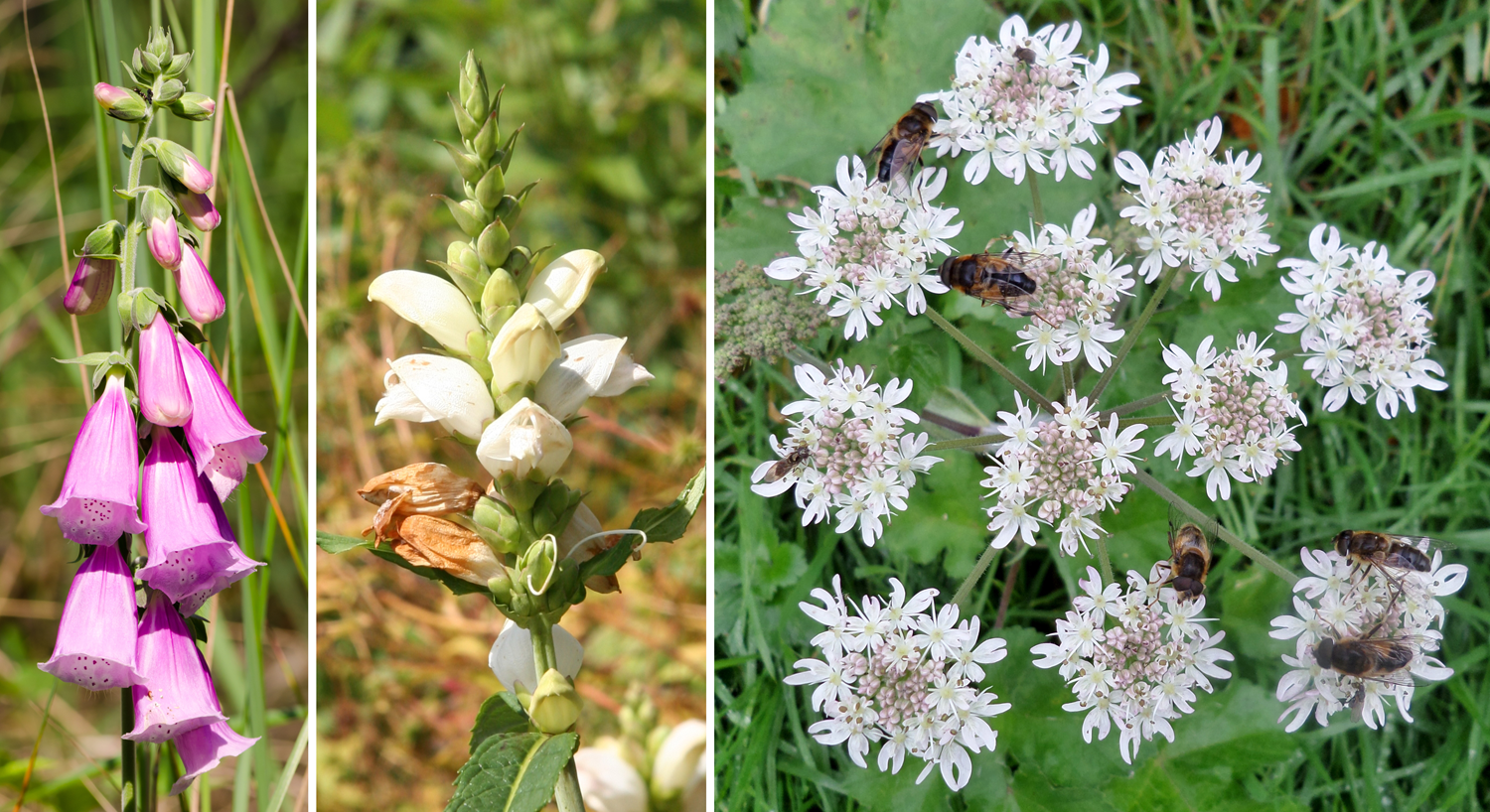 3-Panel figure showing indeterminate inflorescences. Panel 1: Raceme of foxglove. Panel 2: Spike of turtlehead. Panel 3: Compound of umbel of cow parsnip.