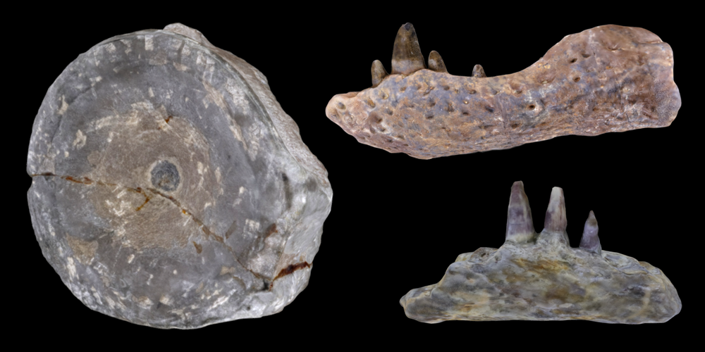 Three 3D models of representative amphibian and reptiles fossils.