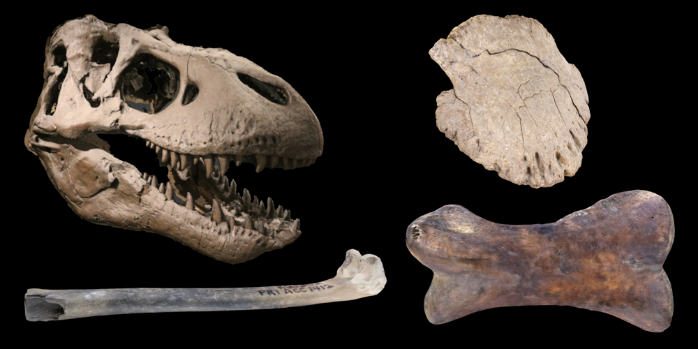 Four 3D models of representative dinosaur and bird fossils.