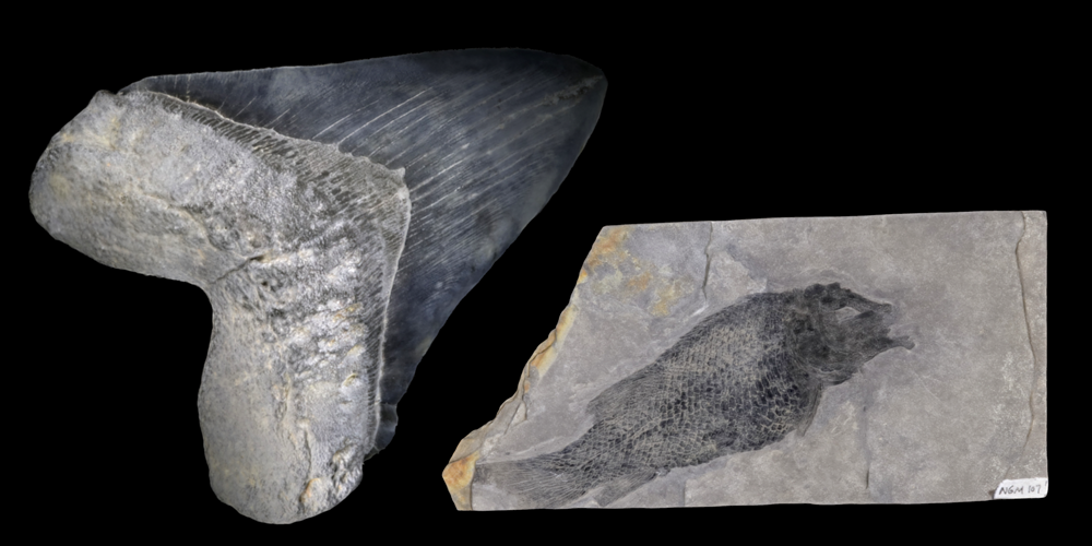 Two 3D models of representative fish fossils.