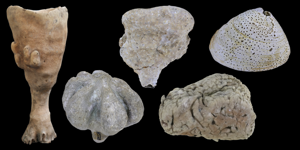Representative 3D models of modern and fossil Demospongia