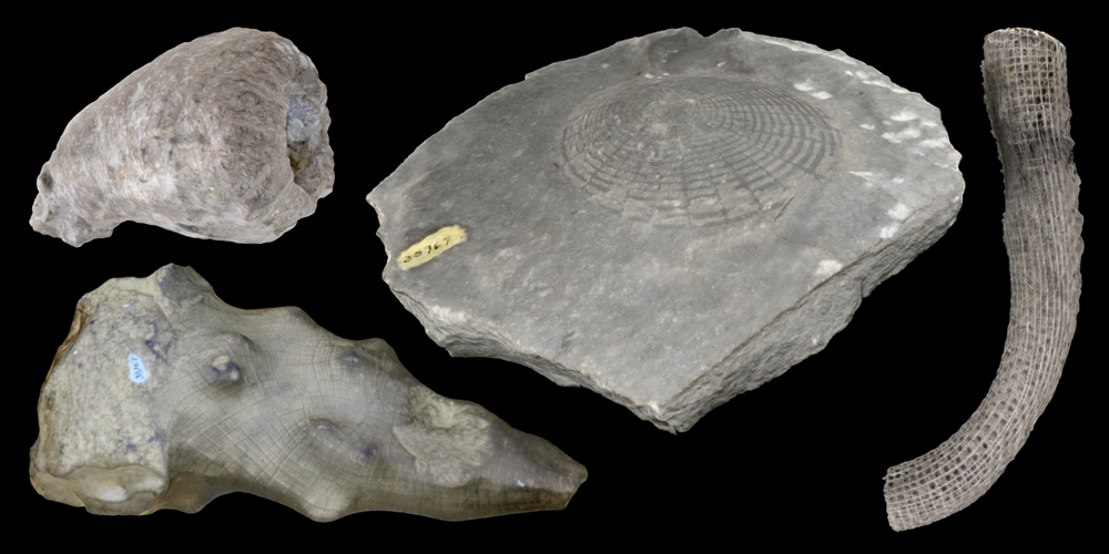 Representative 3D models of modern and fossil Hexactinellida sponges