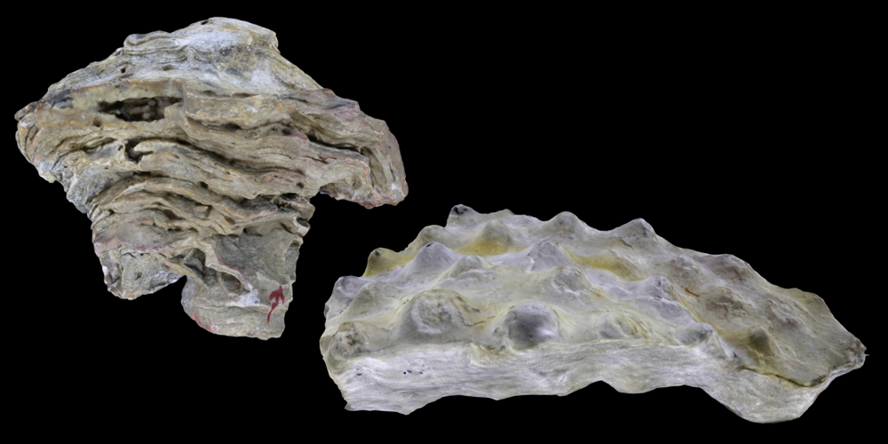 Representative 3D models of Stromatoporoidea sponges