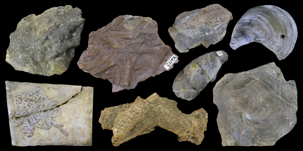 Eight 3D models of representative trace fossils.
