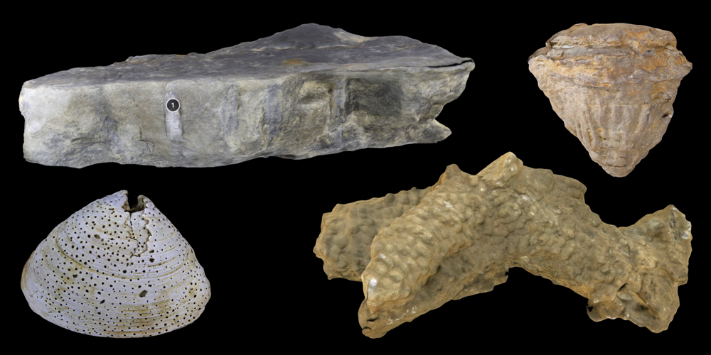 Four 3D models of representative dwelling trace fossils.