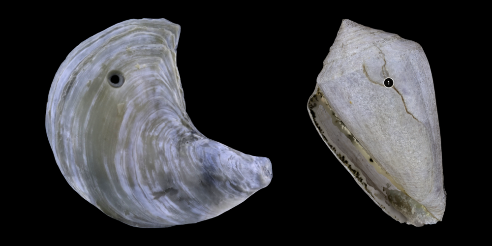 Two 3D models of mollusk shells showing predation traces.