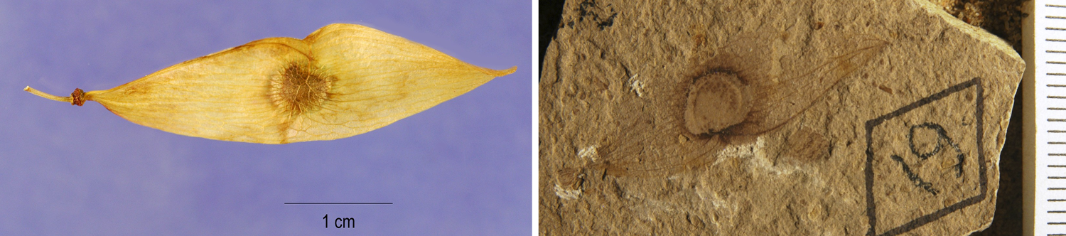2-Panel figure of samaroid mericarps (winged fruit sections) of Ailanthus. Panel 1: Modern fruit. Panel 2: Similar-looking fossil fruit.
