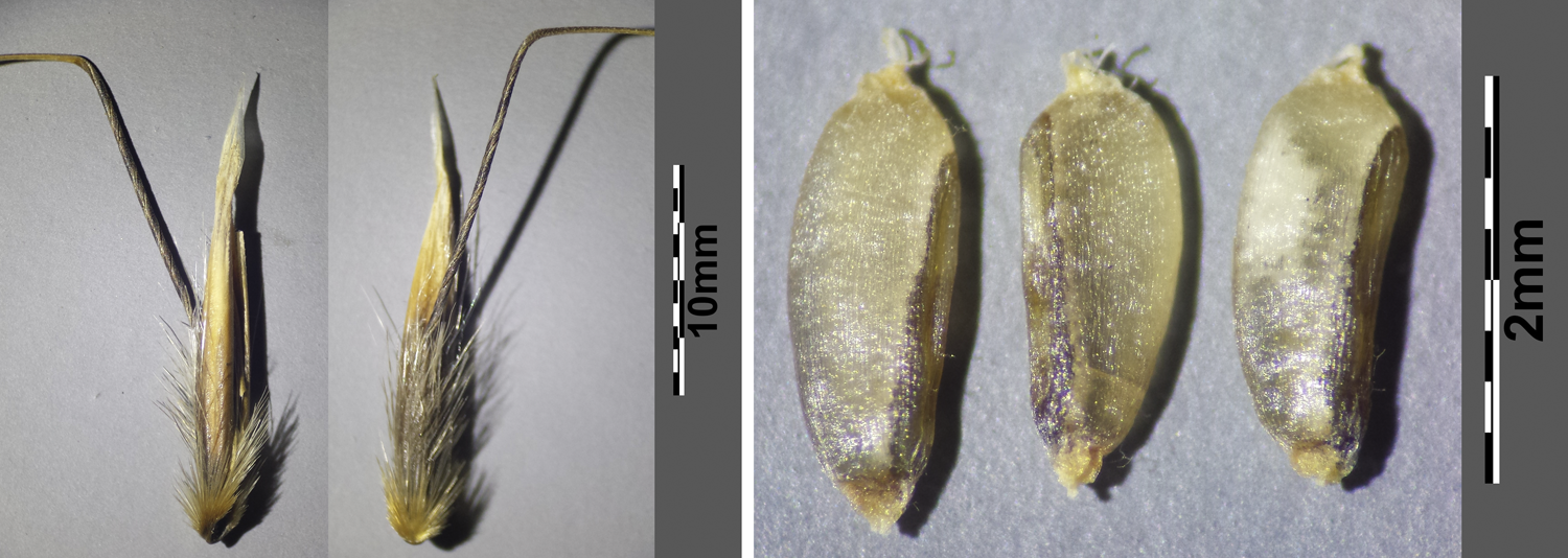 2-Panel figure showing caryopses of two types of grasses (oat and pricklegrass).