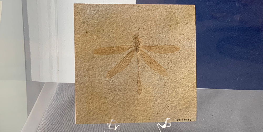 Photograph of a cast of a fossil dragonfly.